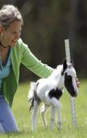 World\\\'s smallest horse Photo