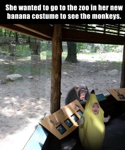 The look on the monkey's face...