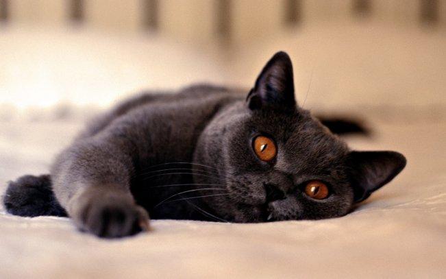 Black Cat Sleeping Mode