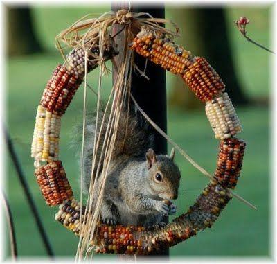 This corn wreath is a cute idea & I know, what ever I put out for the 