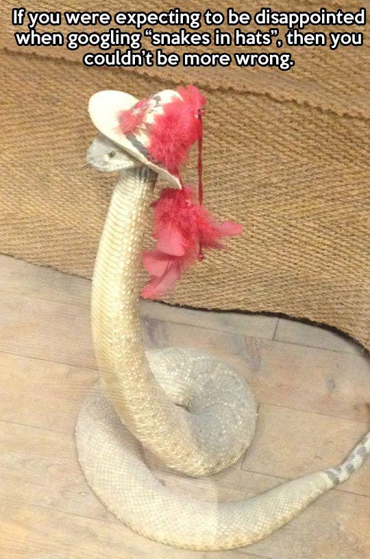I love snakes in hats