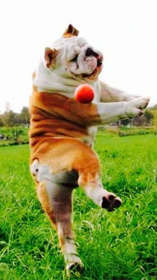 10 Funny Dancing Animals Photos that made Your Day