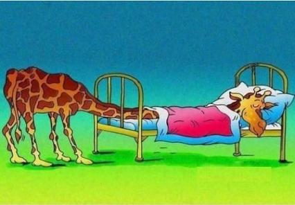 How a giraffe sleep!