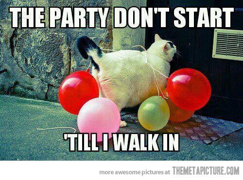 Party cat is in the houseâ€¦ Haha I already pinned this, but it still 