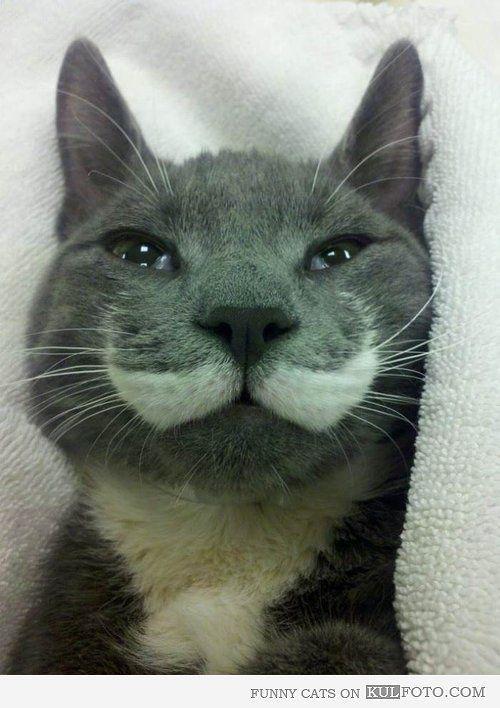 Majestic Mustache Cat