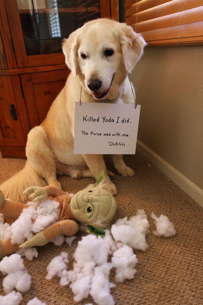 Killed Yoda I did