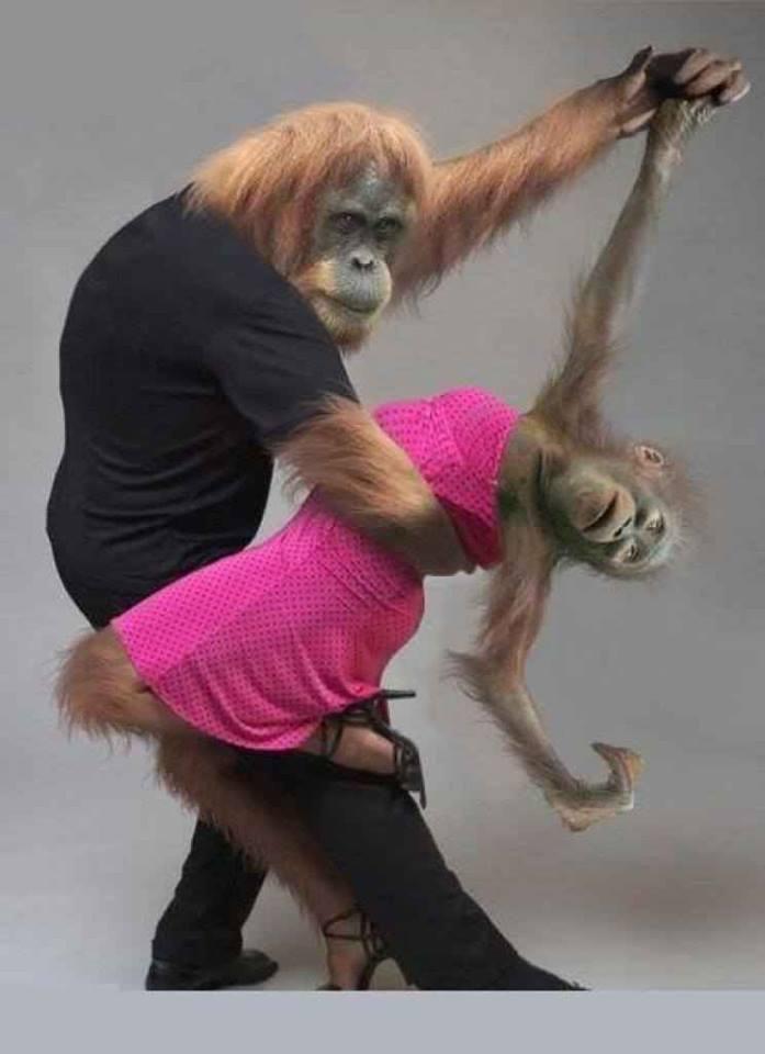 Funny Dancing Monkey Couple