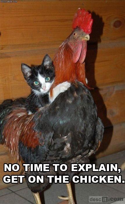 Chicken and Cat Friendship Pictures