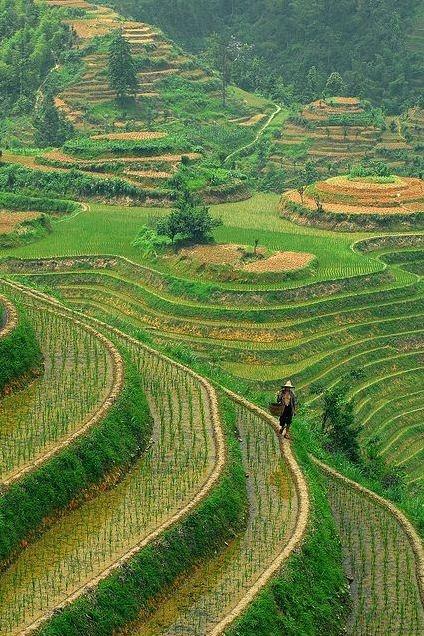 Longshen Rice Terraces in Guilin, China