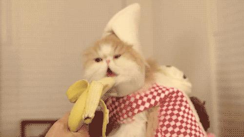 Cat eating Banana