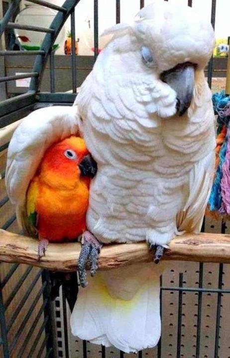 Parrots Showing Love... Cute