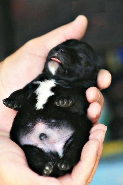 cute small dog in hand photo cute small dog in hand photo