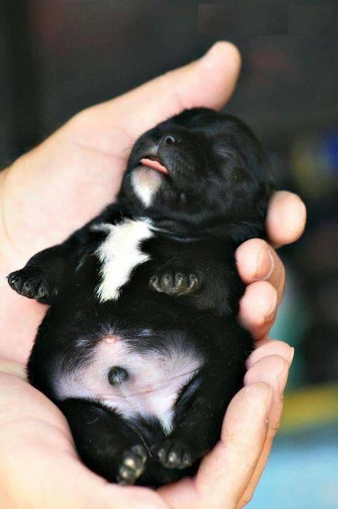 cute small dog in hand photo