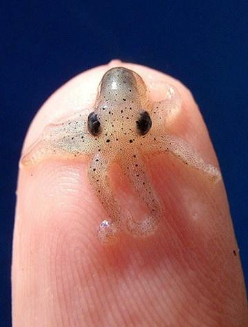Ridiculously Tiny Animals