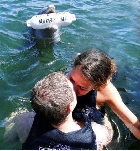 funny couple kissing dolphin