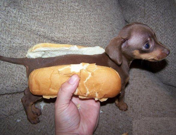 The real Hot Dog