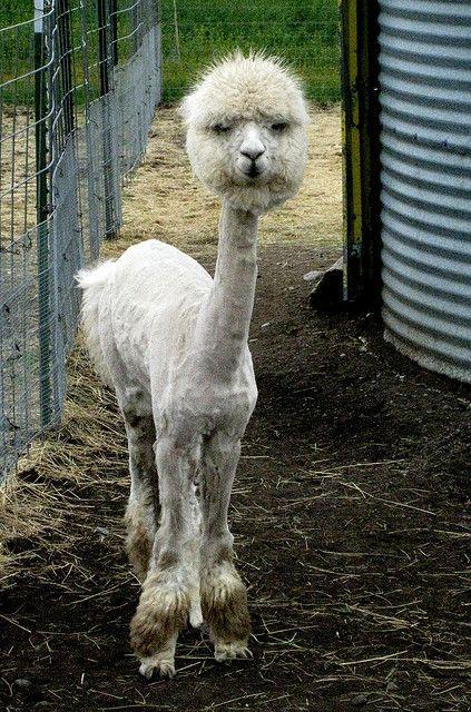 Shaved Alpaca - it gets funnier the longer you look at it.