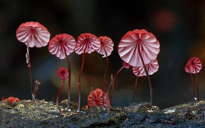 Amazing Mushrooms in Jungle