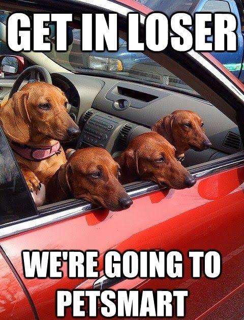 Mean Girls as Doxies... would that be called Mean Bitches then