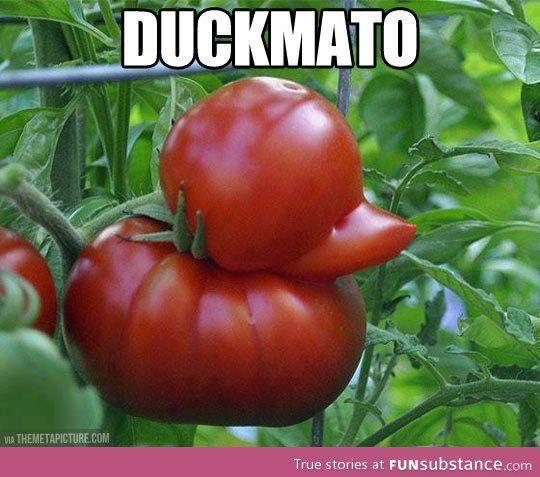 Ladies and gentlemen.. I present the Duckmato. heheh