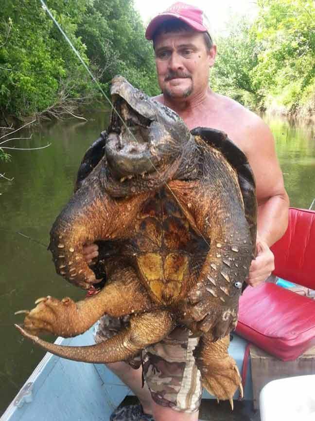 A snapping turtle caught in Oklahoma this week
