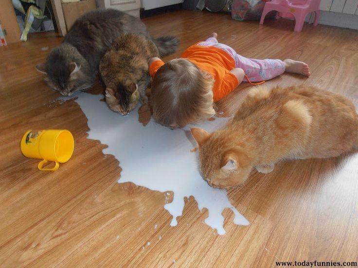 Funny Baby Drink Milk With Cats