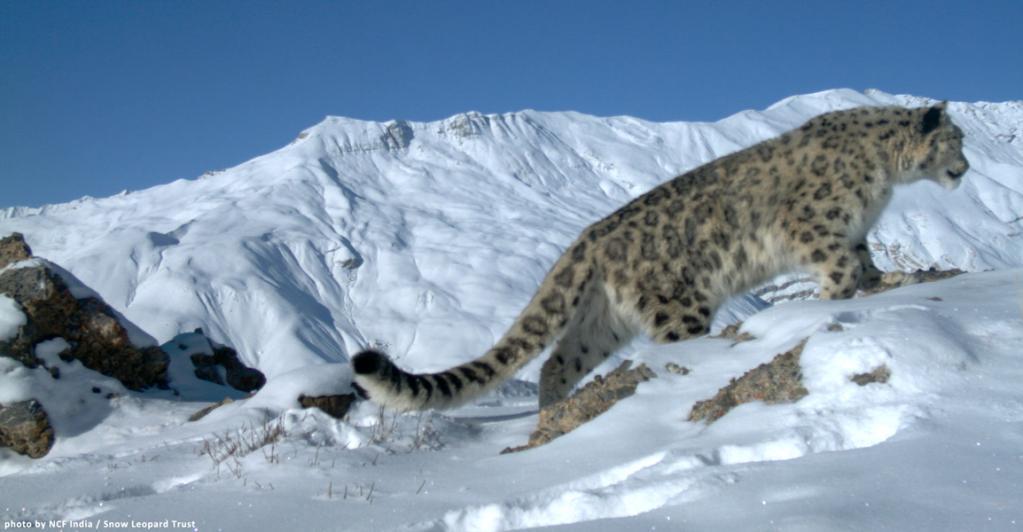 Indian View of Snow Leopard