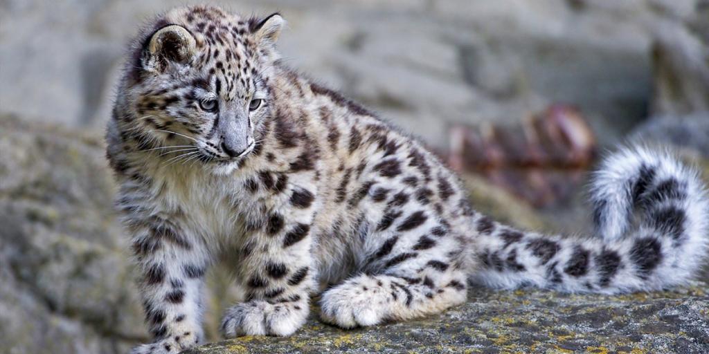 Baby of Snow Leopard
