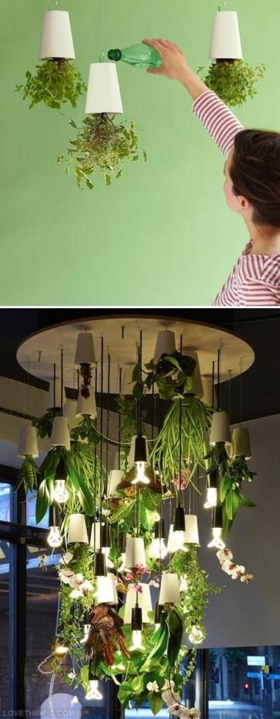 Upside Indoor Plants Pictures, Photos