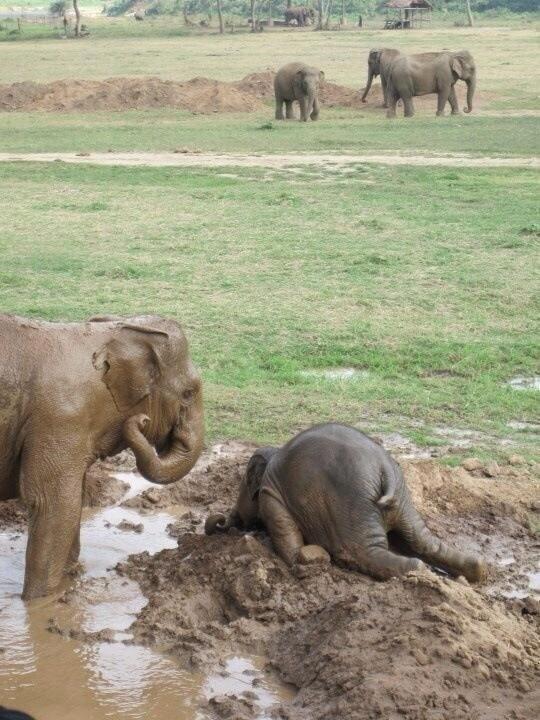 Baby elephants throw themselves into the mud when they get upset. As d