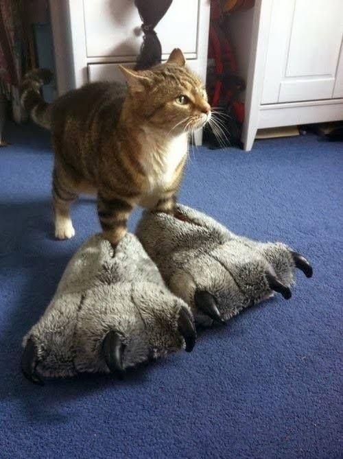 rawr - kitty slippers