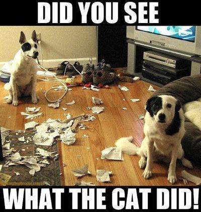 Did u see what the car did. Dog humour