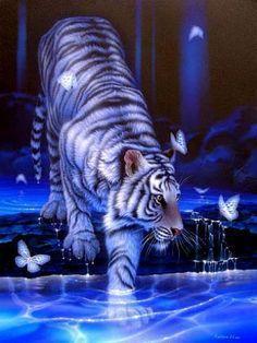 Wildcats Tiger