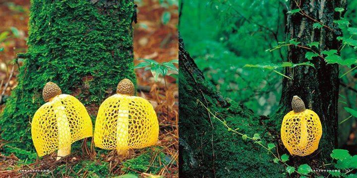 Yellow Colored Mushrooms