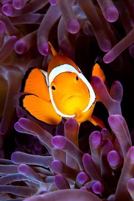 Clown fish in purple coral
