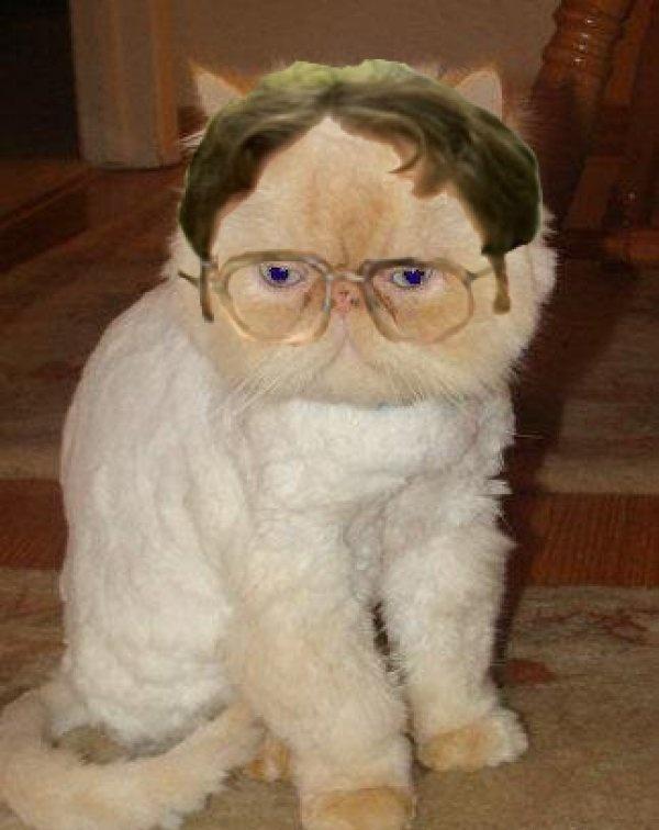 Dwight Cat!