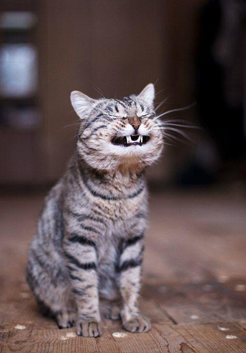 Smiling cat