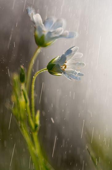 Spring showers