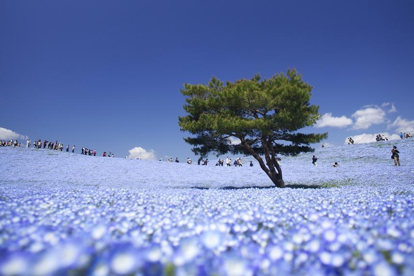 Hitachi Seaside Park, Hitachinaka, Japan