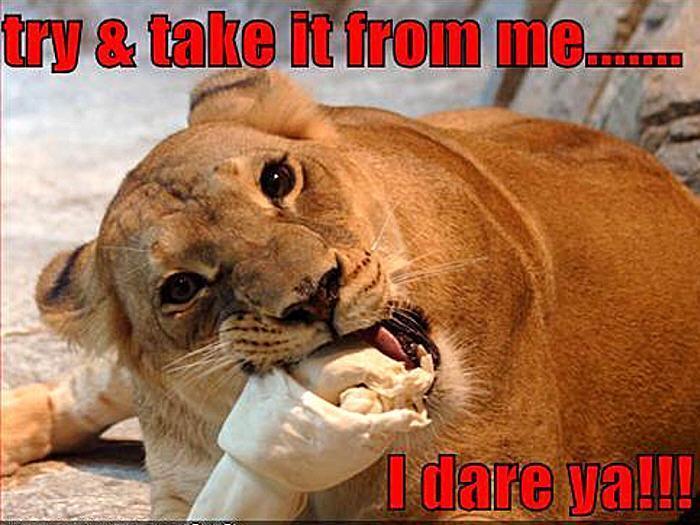 lion funny animal humor