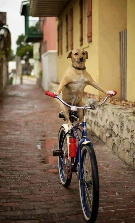 Dog riding a cycle