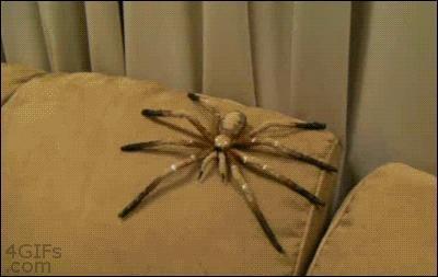 Oh man .. it's just a spider lol