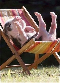 Pig Taking Sun Bath... LOL