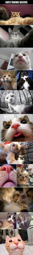 Cat selfies.