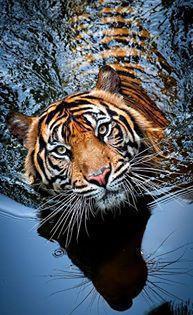 Tigar Orginal Photography