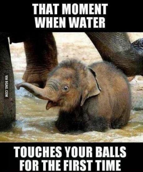 Funny Elephant