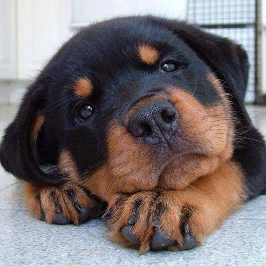 The Cutest Rottweiler Puppies Ever