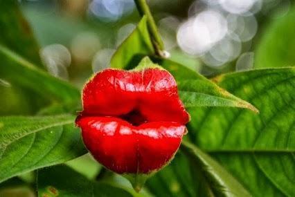 have a kiss, from the most kissable plant â˜º