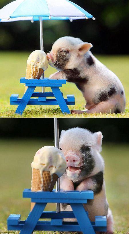 An adorable mini pig keeps cool on a hot day by eating an ice cream co