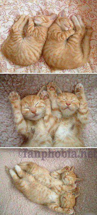 Twin kittens even sleep alike